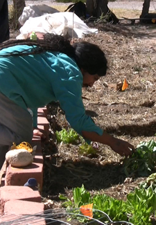 Travis McKenzie works in the Lobo Garden in the backyard of the Real Estate Department office.