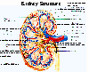 Layers Of Kidney