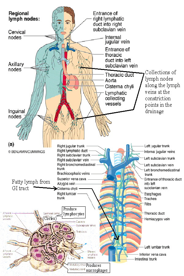 Biol Class Notes The Lymphatic System