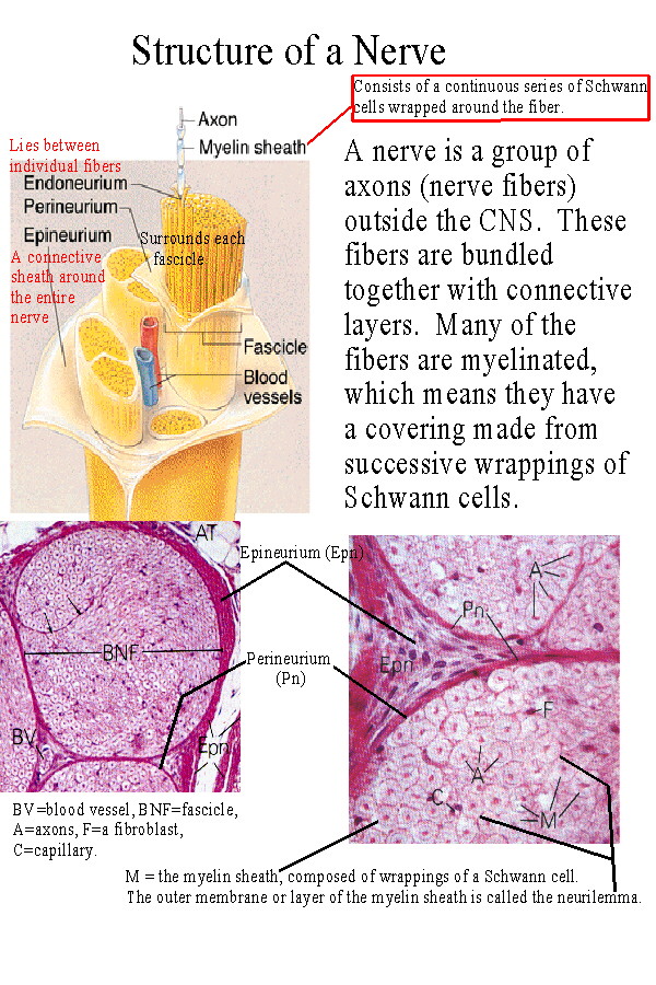 essential anatomy nerves