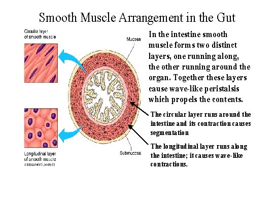 smooth muscle cell structure