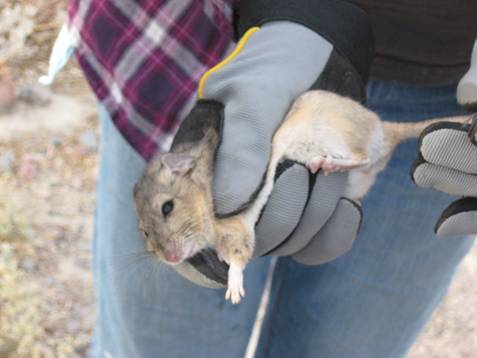 Desert Woodrat.JPG