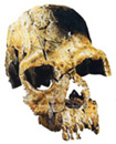 skull 4