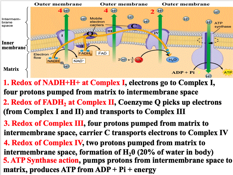 electron transport chain complex 2