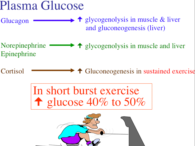 hormone gluconeogenesis gluconeogenesis epinephrine increase glycogenolysis , and and